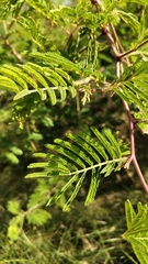 Dichrostachys cinerea