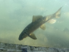 Catostomus tsiltcoosensis