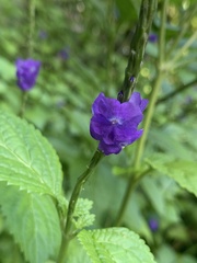 Stachytarpheta urticifolia
