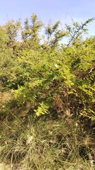 Dichrostachys cinerea