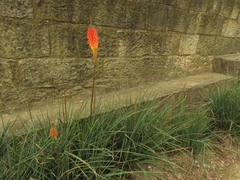 Kniphofia uvaria