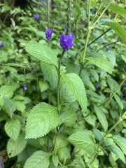 Stachytarpheta urticifolia