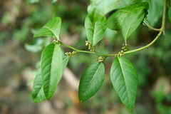 Deeringia polysperma