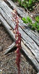 Corallorhiza maculata occidentalis