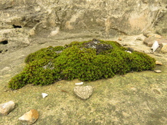 Bryophyta