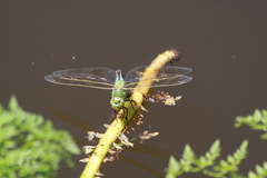 Anax imperator