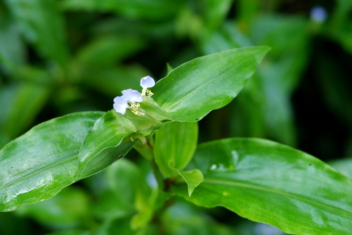 Commelina paludosa iNat (2)