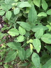 Desmodium cuspidatum