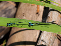 Chromagrion conditum