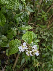 Rubus adenotrichos