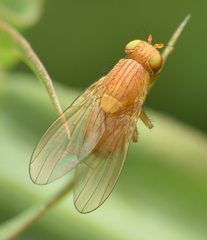Sapromyzosoma quadripunctata