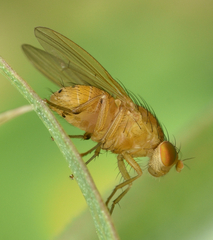 Sapromyzosoma quadripunctata