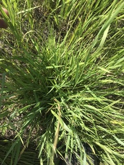 Digitaria cognata