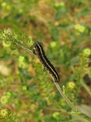 Tatochila xanthodice