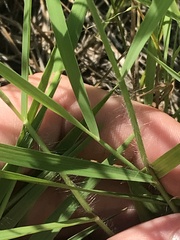 Digitaria cognata