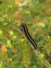 Tatochila xanthodice