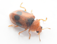 Coccidula scutellata