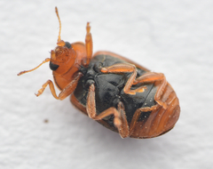 Coccidula scutellata