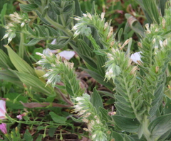 Lithospermum occidentale