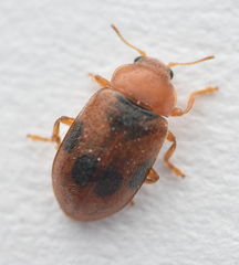 Coccidula scutellata