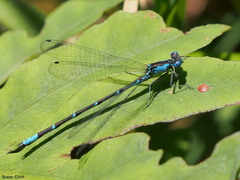 Chromagrion conditum