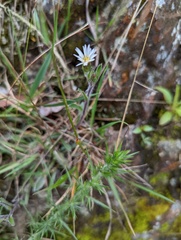 Noticastrum