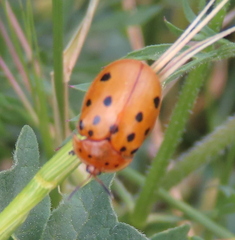 Chelymorpha cassidea