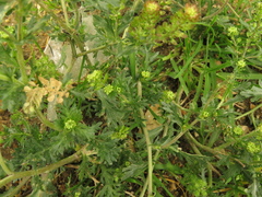 Lepidium bipinnatifidum