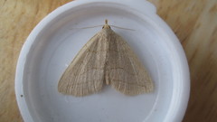 Zanclognatha pedipilalis