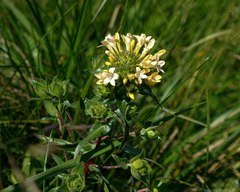 Collomia grandiflora