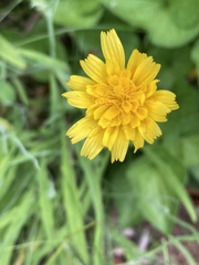 Krigia dandelion