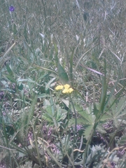 Lomatium triternatum