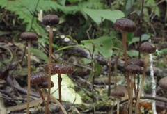 Laccaria masoniae