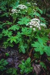 Petasites frigidus palmatus