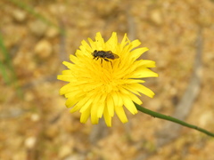 Asemosyrphus mexicanus
