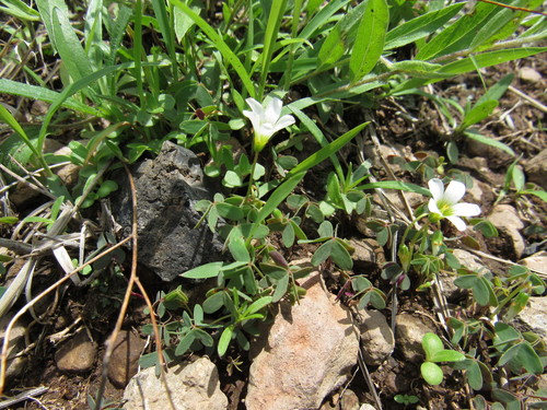 Image of Alpine woodsorrel by (c) Oscar Alejandro Morales Juárez, some rights reserved (CC BY-SA)