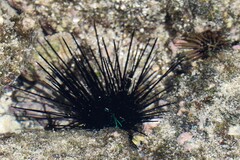 Diadema savignyi