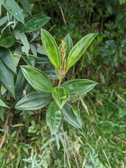 Miconia squamulosa