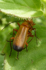Rhagonycha fulva