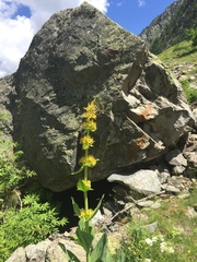 Gentiana lutea lutea