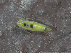 Erythroneura octonotata