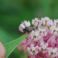 Glyptobaris lecontei