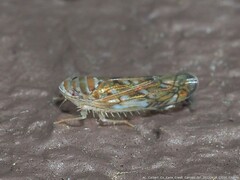 Scaphoideus opalinus