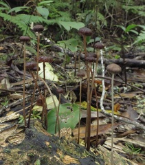 Laccaria masoniae