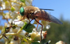 Pangoniini