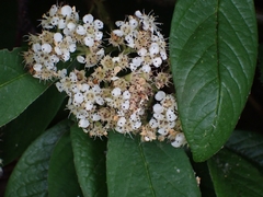 Cotoneaster × watereri