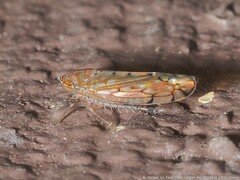 Osbornellus rotundus