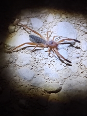 Gluvia dorsalis