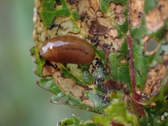 Cionus scrophulariae