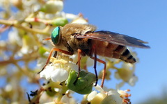 Pangoniini